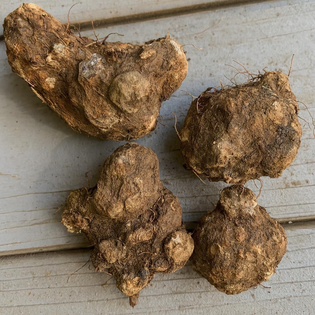 Florida Cardinal Caladium Bulbs for Planting – Perennial Elephant Ear, Fancy Heart-Shaped Leaves, Vibrant Red and Green Foliage for Shade Gardens, Containers, and Indoor Displays (20 Bulbs)