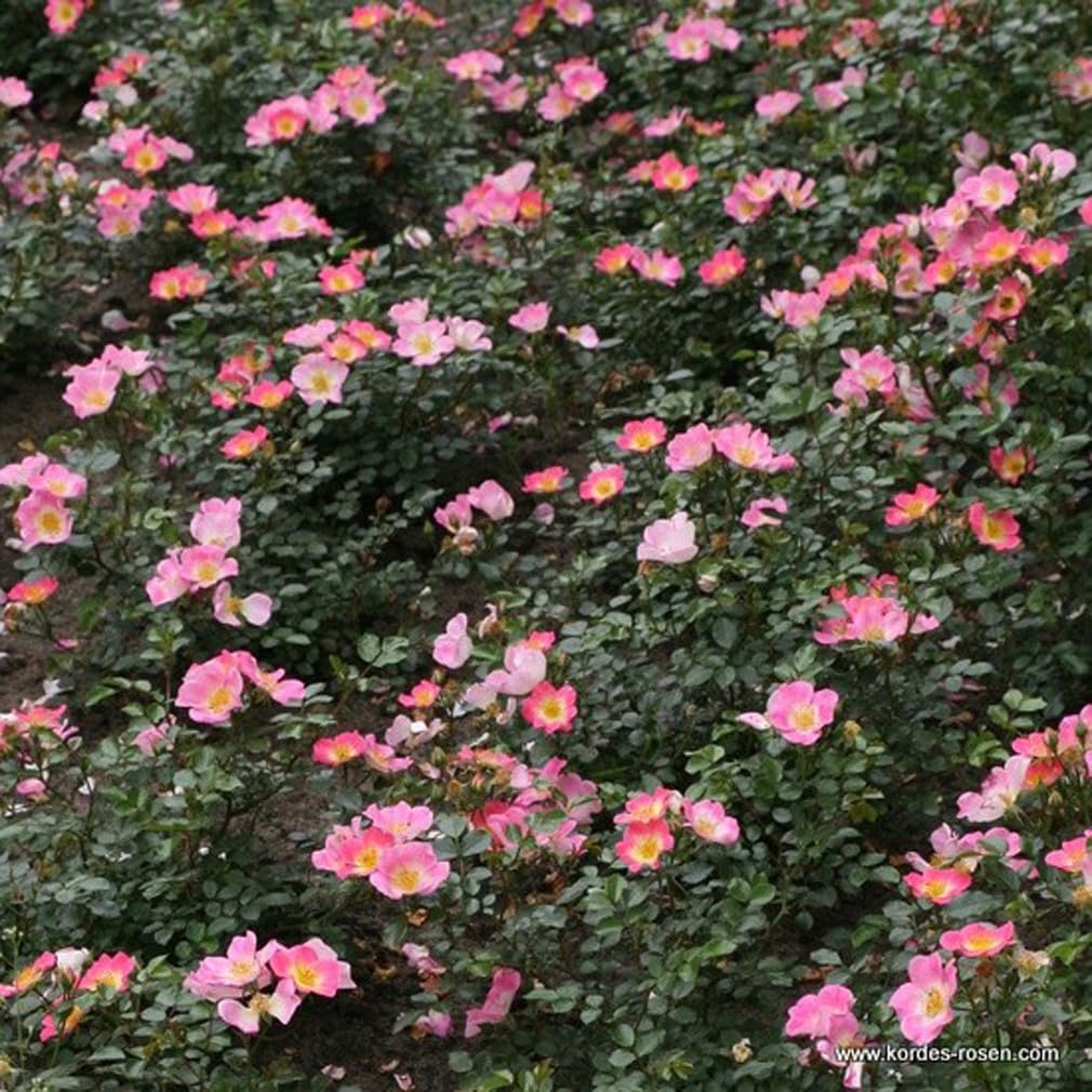 Rosa 'Topolina' Rosier couvre-sol pot 25-30 cm