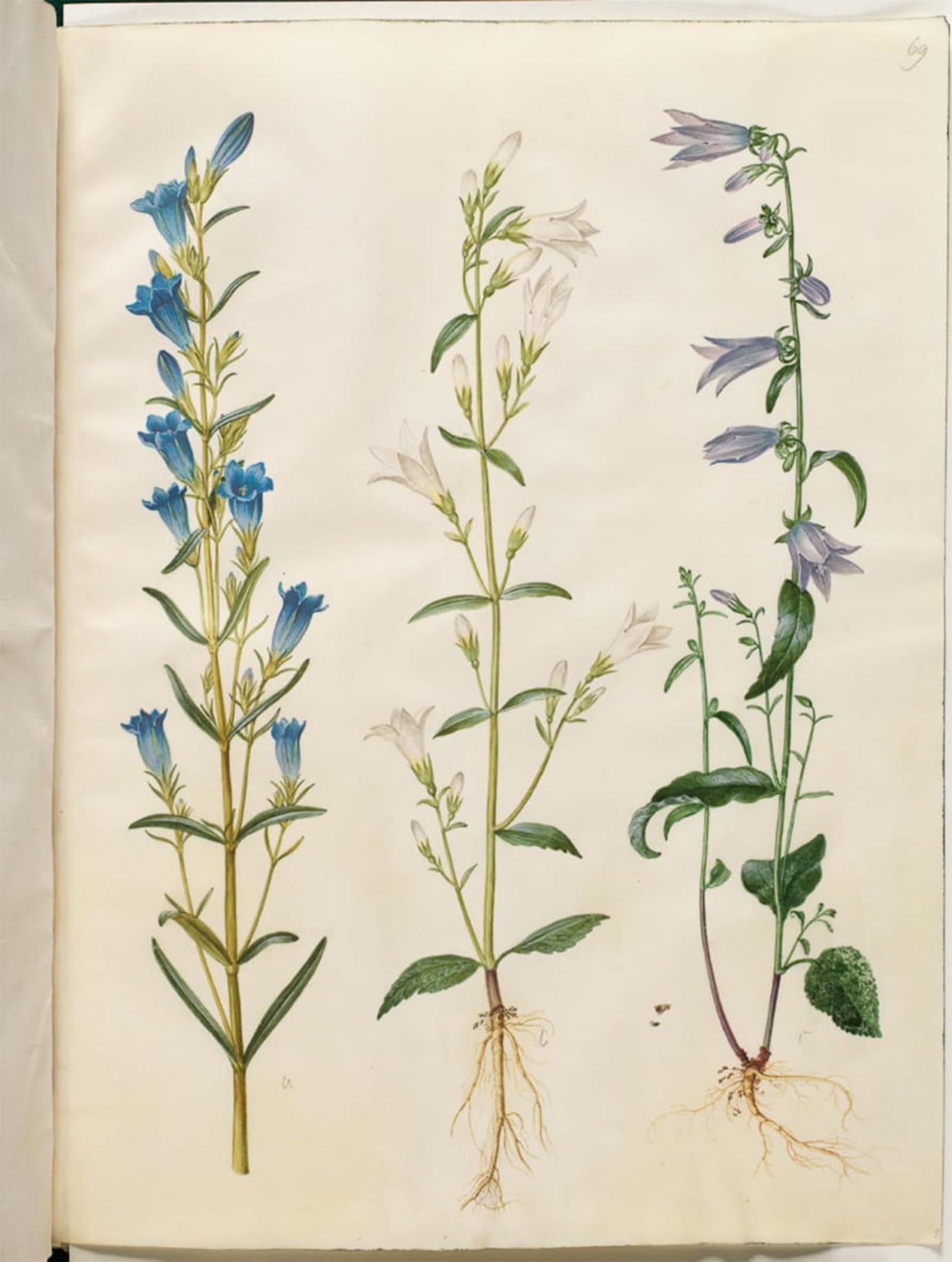 Serendipitp No Frame Vintage Wall Art Canvas Nordic Poster Canvas Print Picture Gentiana Pneumonanthe By Hans Simon Holtzbecker Wall Art Poster For Home Decor 60X90cm