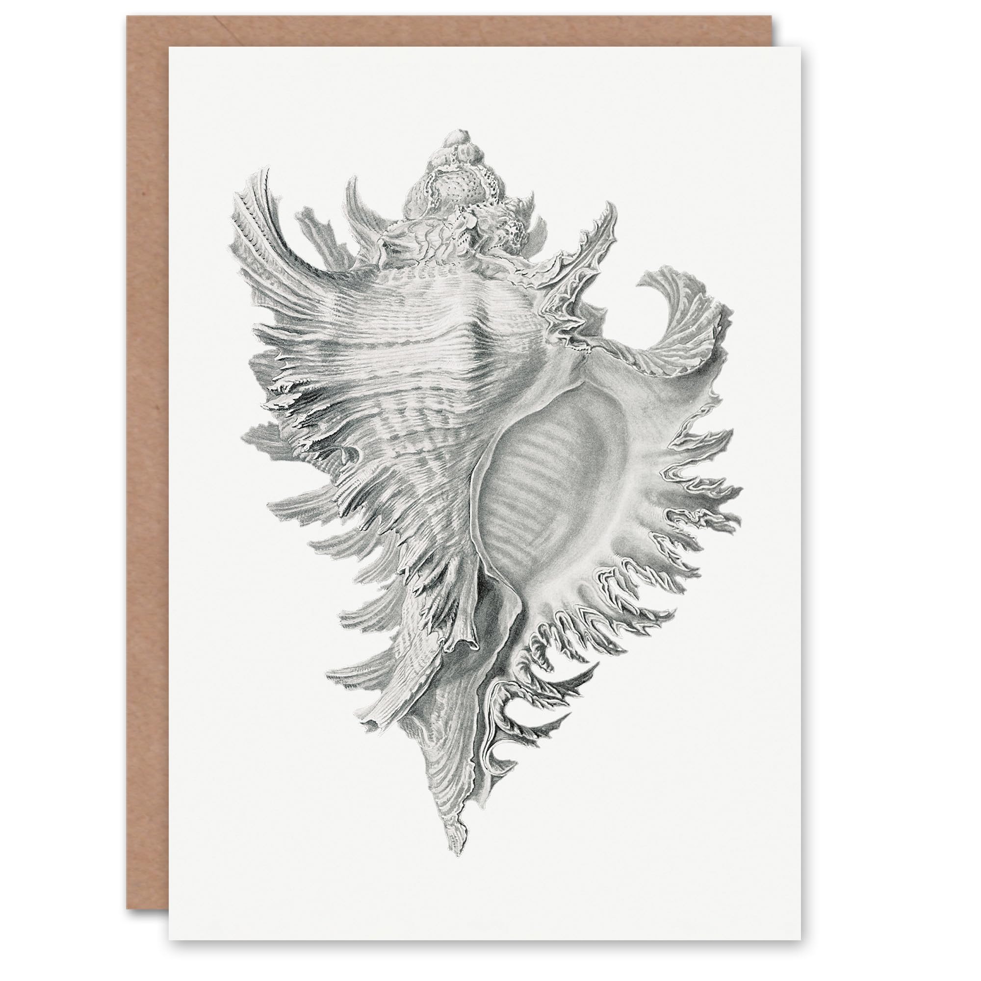 Artery8 Ernst Haeckel Art Card Whelk Sea Snail Shell Drawing