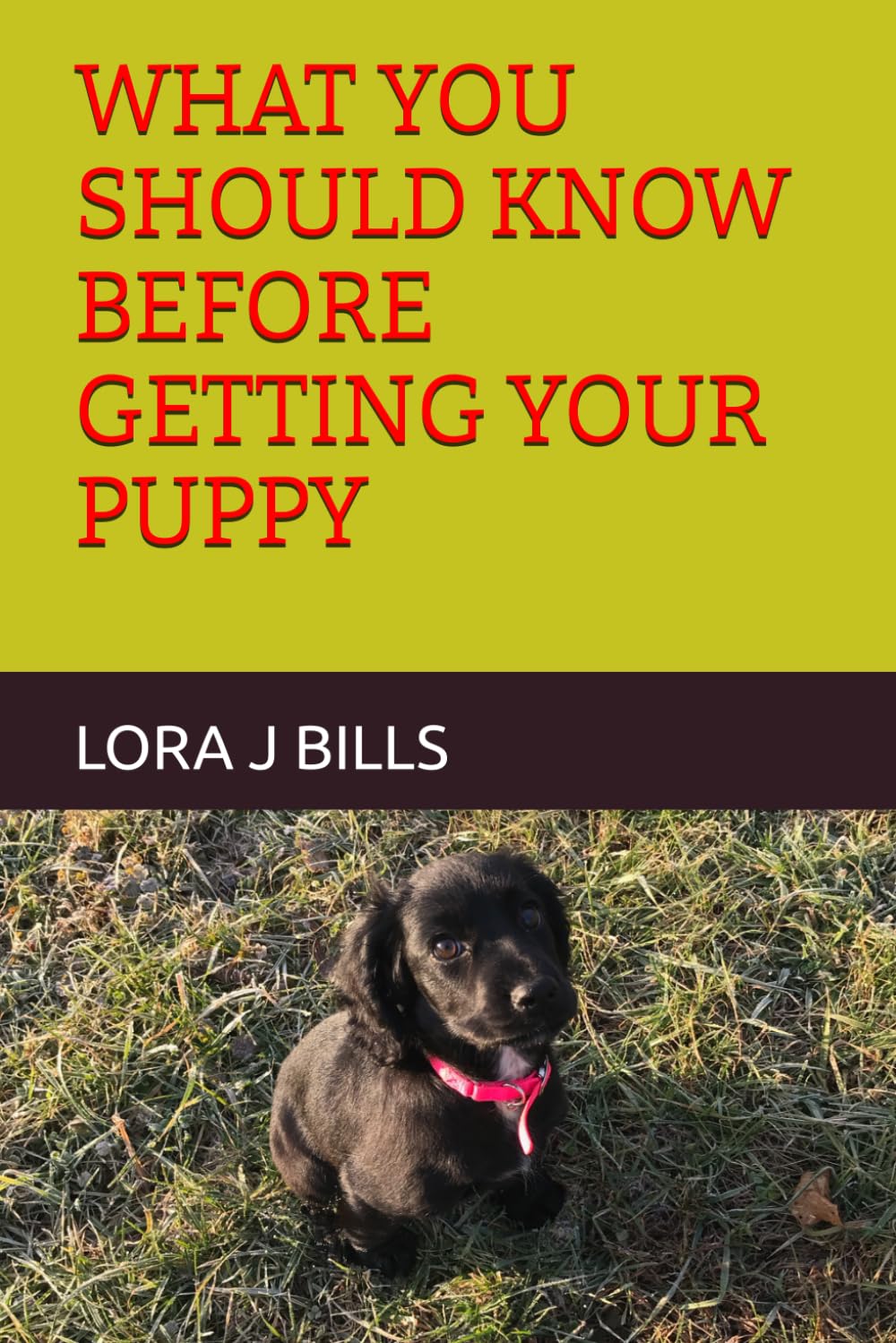 WHAT YOU SHOULD KNOW BEFORE GETTING YOUR PUPPY