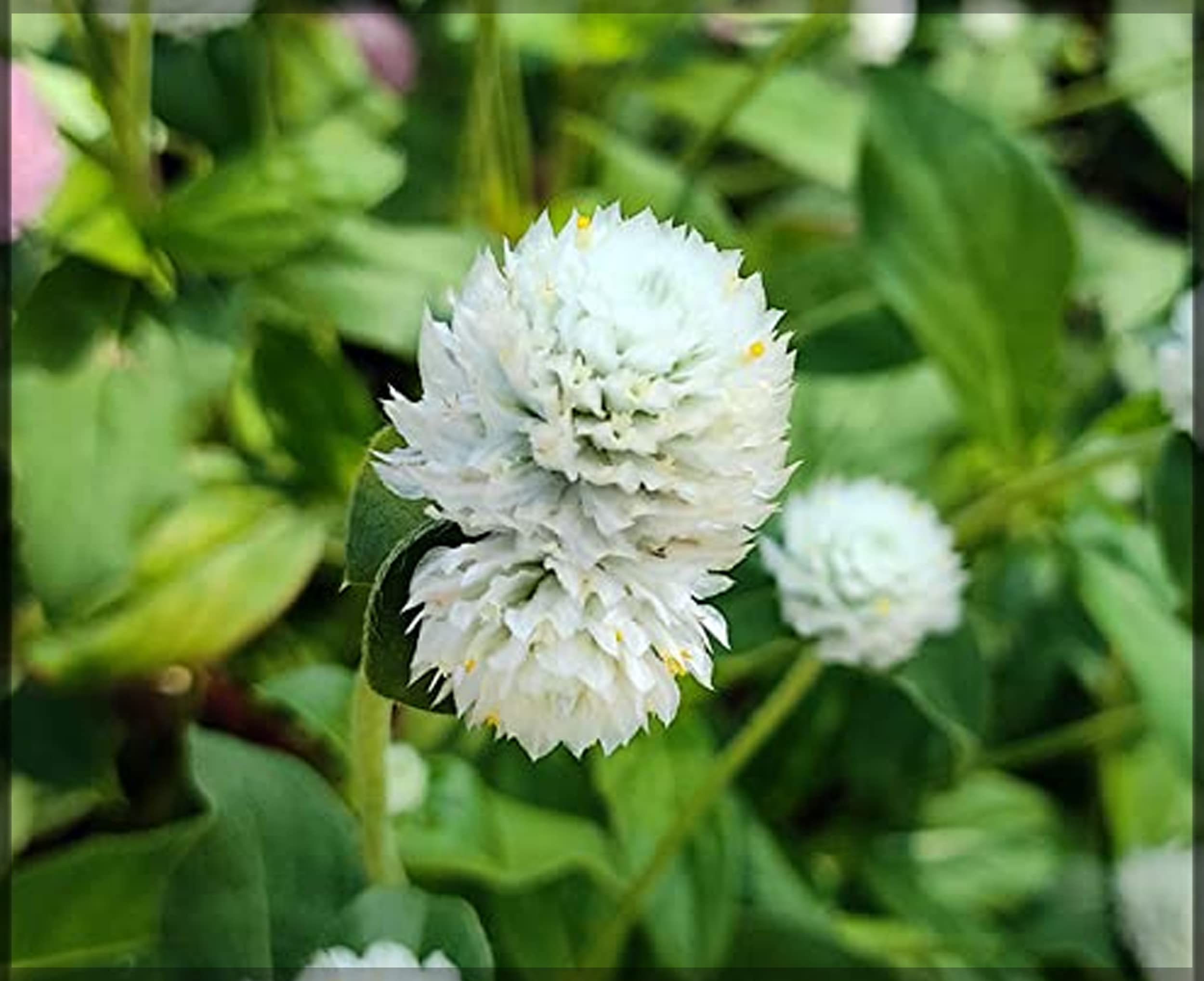 See full amazon price history chart for Gomphrena White / Globe amaranth / Gomphrena globosa White Flower Seeds (Pack of 50+ Seeds) - GardenHunt Gomphrena White / Globe amaranth / Gomphrena globosa White Flower Seeds (Pack of 50+ Seeds) - GardenHunt (B0BFRVMPQX) Amazon Price History, Amazon Price Tracker
