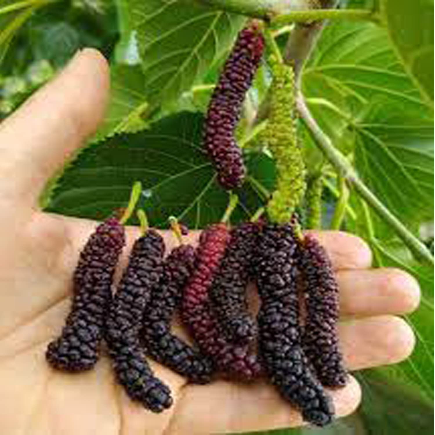 Organic Seeds of Black Mulberry(Sahtoot),Dwarf Verity can be Grow in Pots, more than 50 seeds per pack (B0BBFMF9LZ) Amazon Price History, Amazon Price Tracker