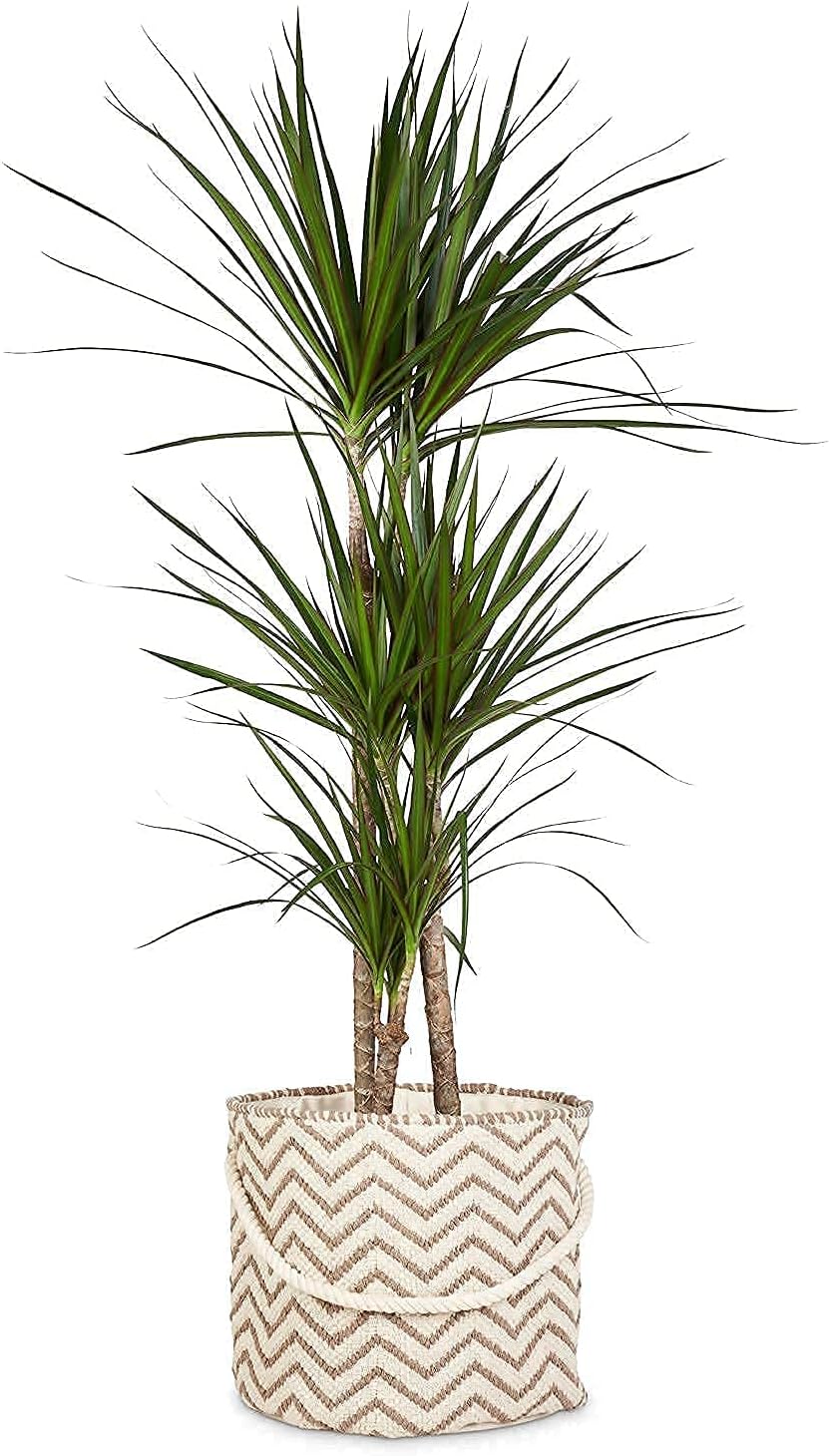 Boho Plant Basket for Indoor Plants Large Woven Planter