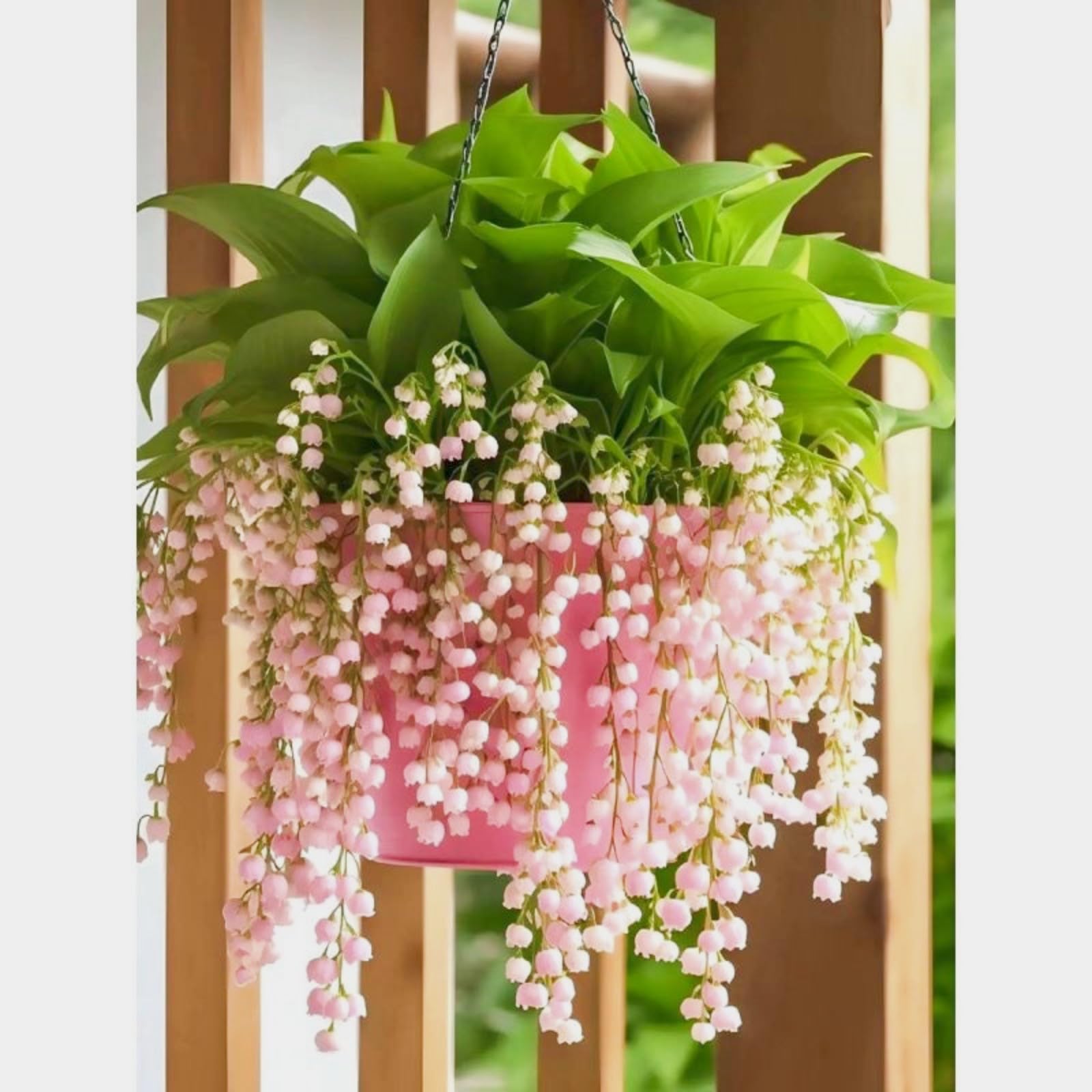 Tuberose Zwiebeln 4 Stück - Winterhart, Mehrjährig Mit Intensivem Nachtduft