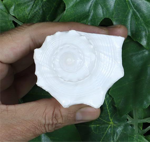 ASHIRWAD Dakshinavarti Original Shankh Valampuri Sangu Right Handed Lakshmi Shankh Conch Shell (3 inch)
