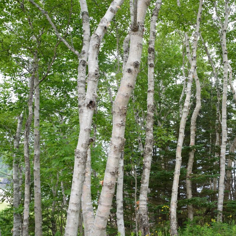 Large River Birch Tree Live Plant, Live River Birch Tree 12 to 16 Inches Tall Potted, Outdoor Tree Live, Tree Live Plant Outdoor