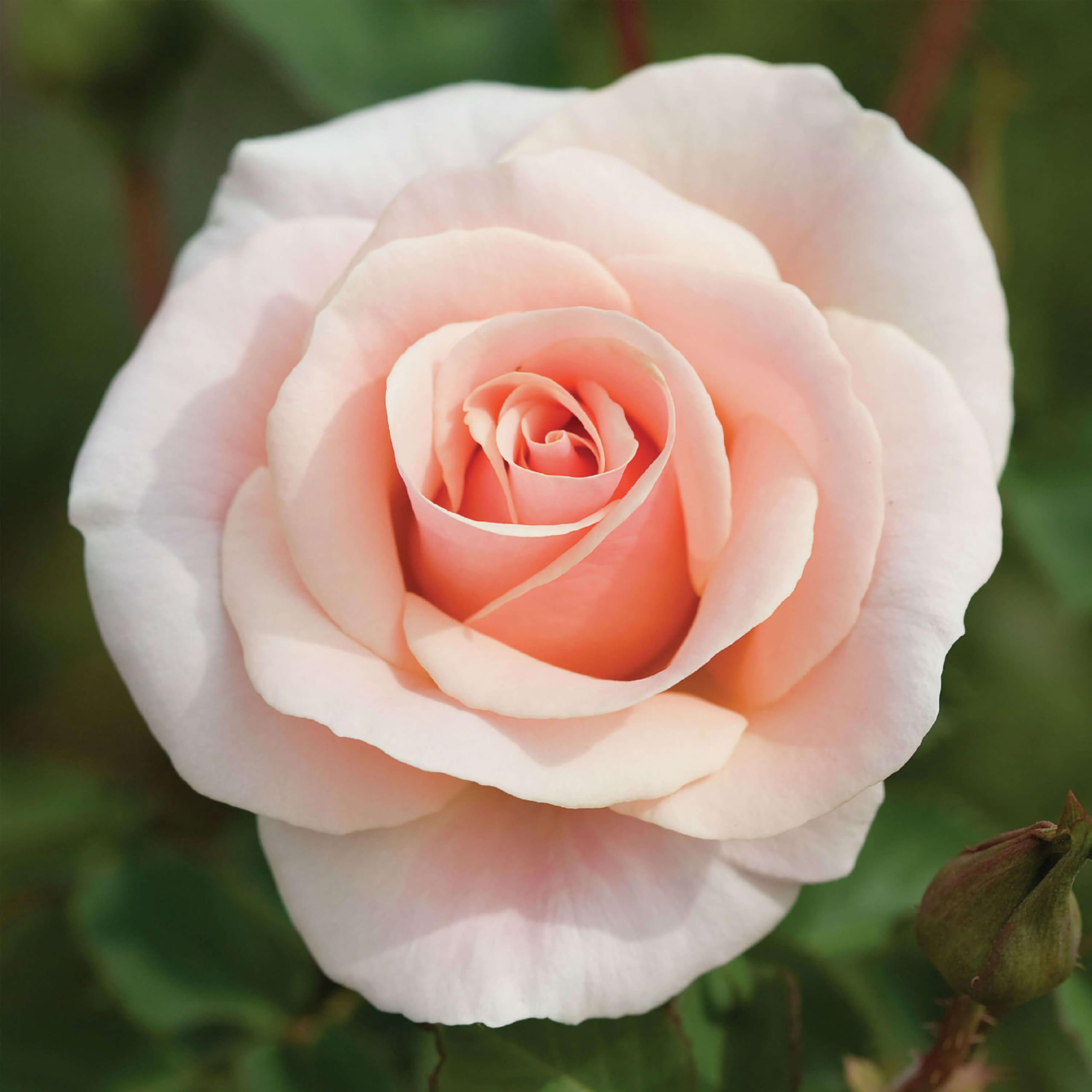 Heirloom Floribunda Pretty Lady Rose Plant