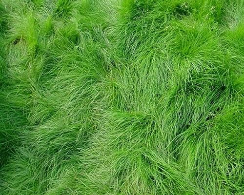 Semillas de festuca roja rastrera para plantar - Festuca rubra (5 libras)