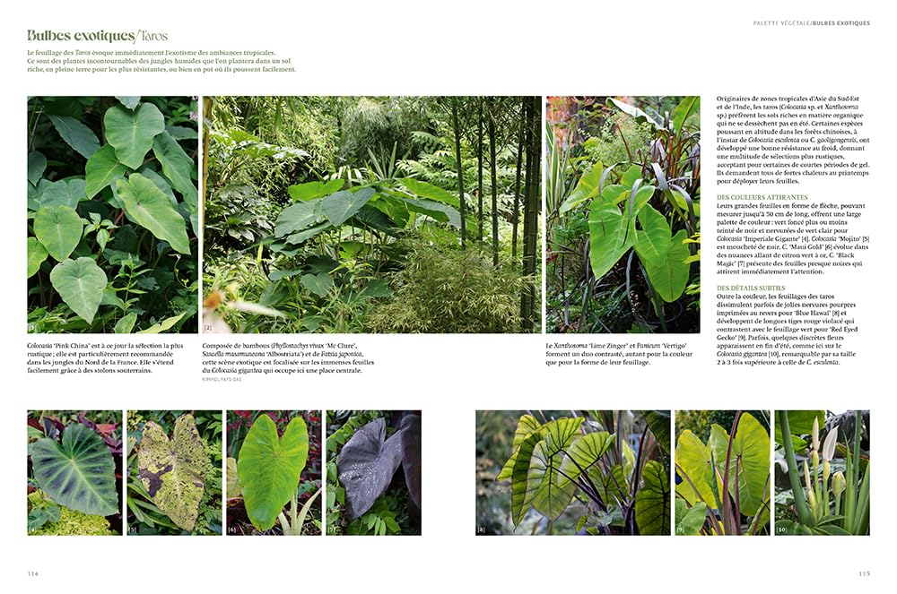 Jardin jungle - Inspirations et plantes adaptées à nos climats