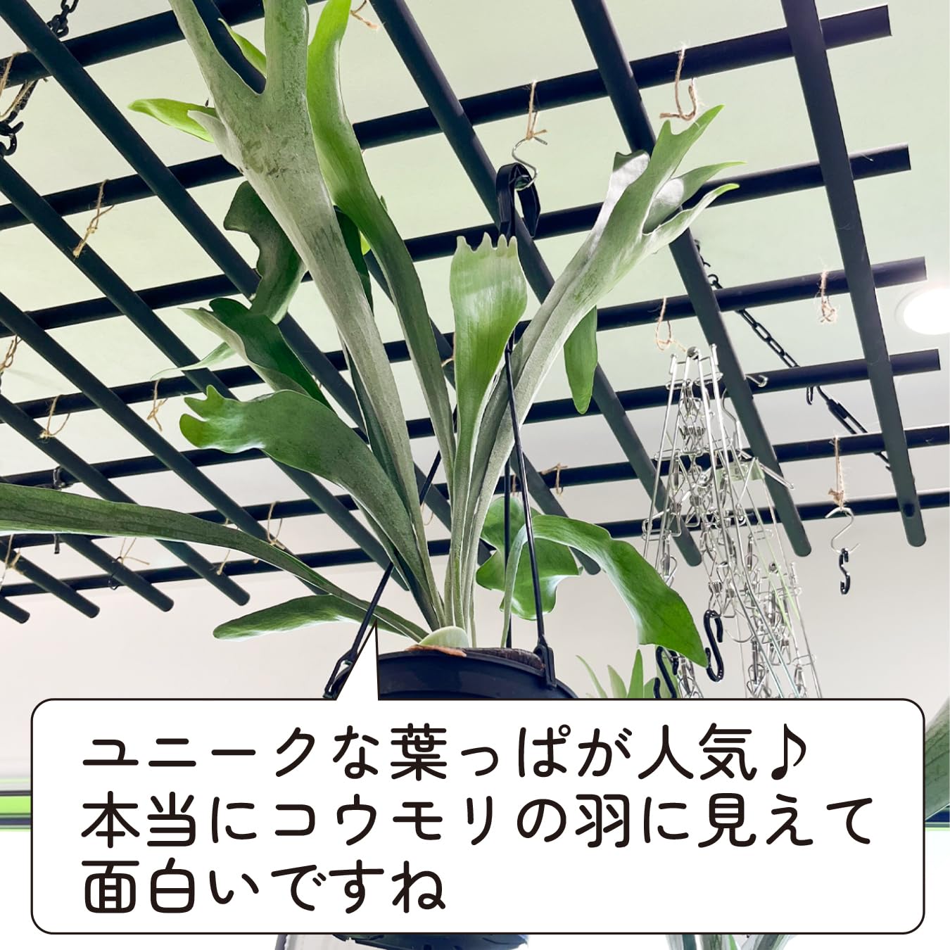 ビカクシダ 特大 コウモリラン ビカクシダ／コウモリラン 超特大サイズ 【公式通販】