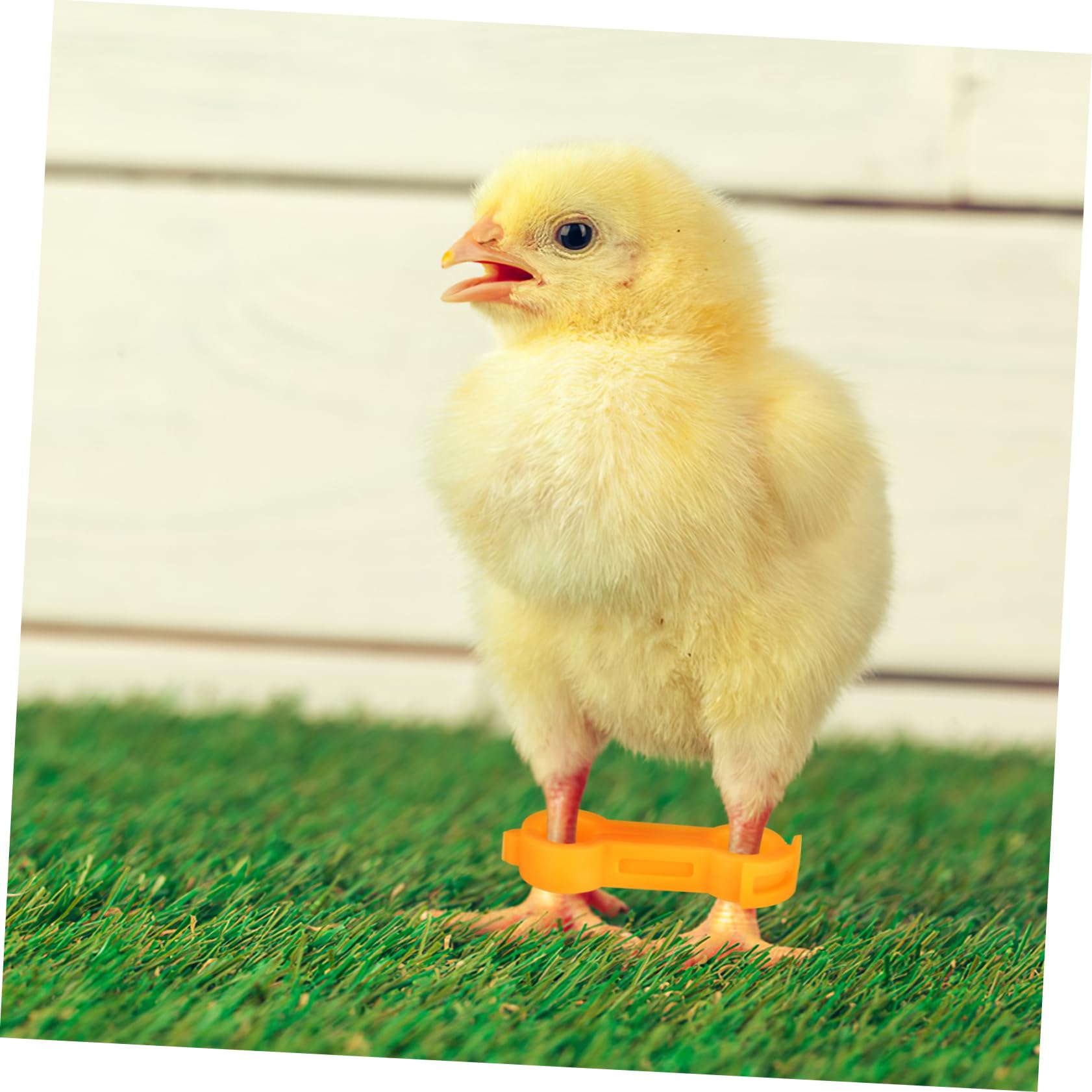 Hühnerbeinspreizstütze 12 Stück PVC, 4/5/6mm Öffnungen für Küken | Gelb, Einfache Anwendung und Entfernung, Fördert Gesundes Wachstum, Zubehör für Heimvögel Vogelbedarf