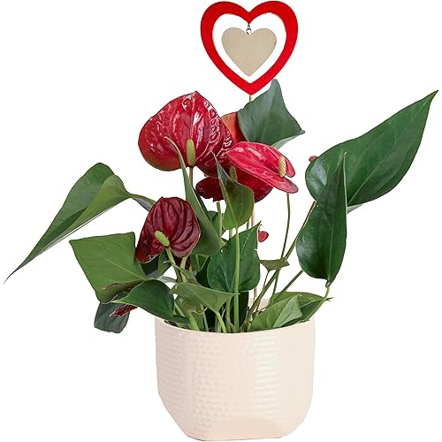 Costa Farms Anthurium, Flamingo Flower Live Plant in Decorative Pot, Air Purifying Flowering Indoor Houseplant, Home, Room, or Office Decor, House Warming or Birthday Gift, 10-14 Inches Tall