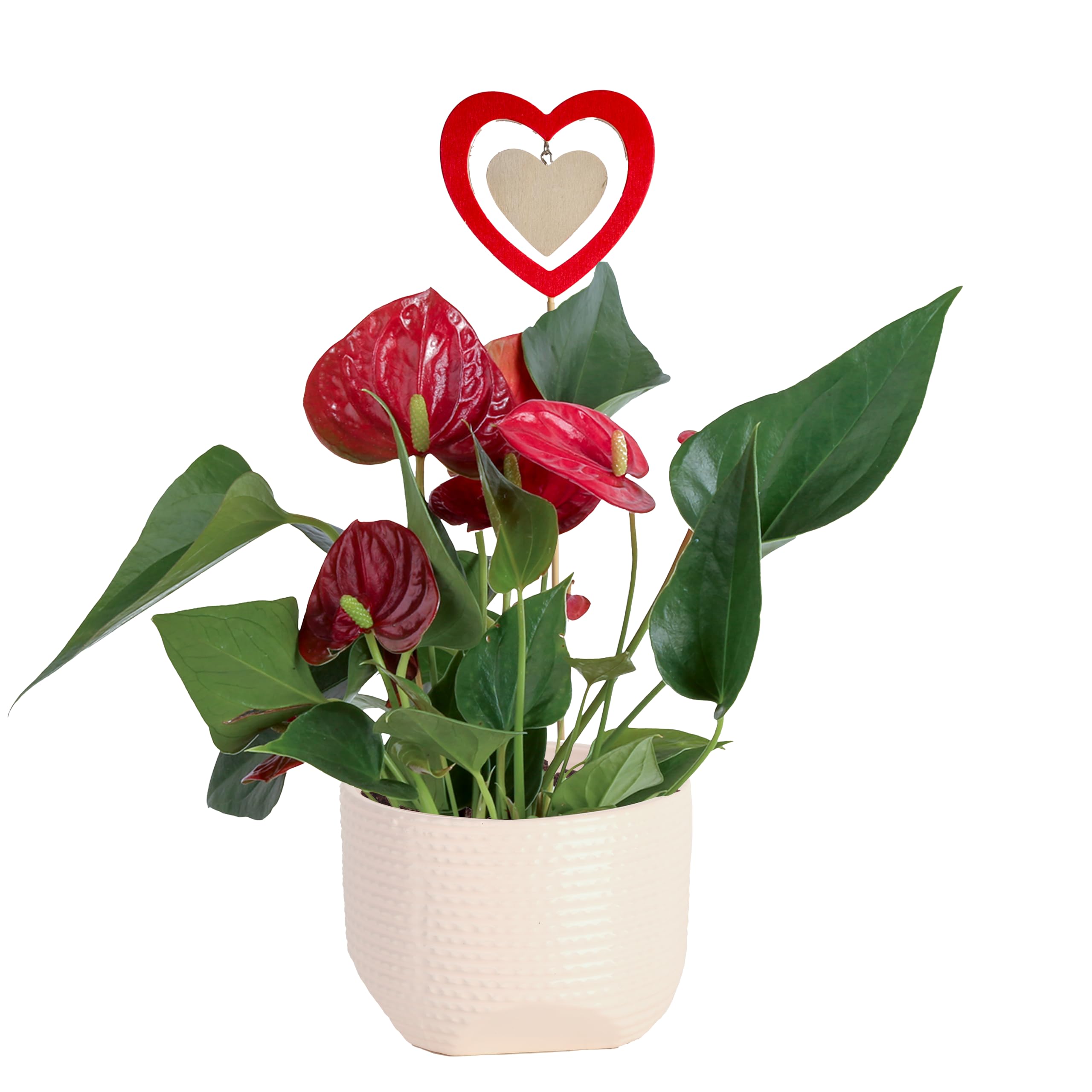 Costa Farms Anthurium, Flamingo Flower Live Plant in Decorative Pot, Air Purifying Flowering Indoor Houseplant, Home, Room, or Office Decor, House Warming or Birthday Gift, 10-14 Inches Tall