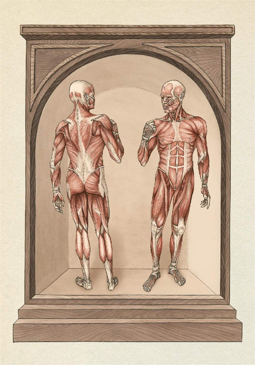 Anatomicum Postcard Box: by Katie Scott