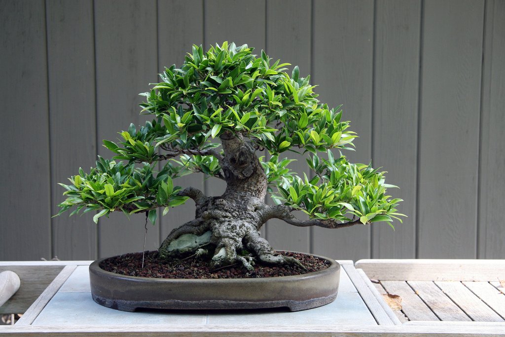 Creative Farmer Imported Jessamine Bonsai Suitable Seeds (B06Y2GQG96) Amazon Price History, Amazon Price Tracker
