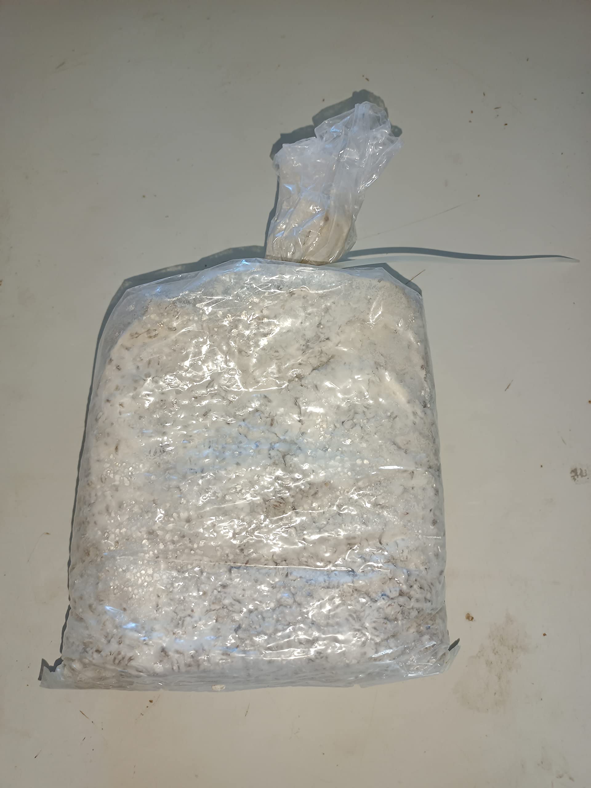 See full amazon price history chart for Pilot Mushroom - Oyster Mushroom Spawn and Seed - 1 Kg (Bulk Pack) Pilot Mushroom - Oyster Mushroom Spawn and Seed - 1 Kg (Bulk Pack) (B09QQH2ZZJ) Amazon Price History, Amazon Price Tracker