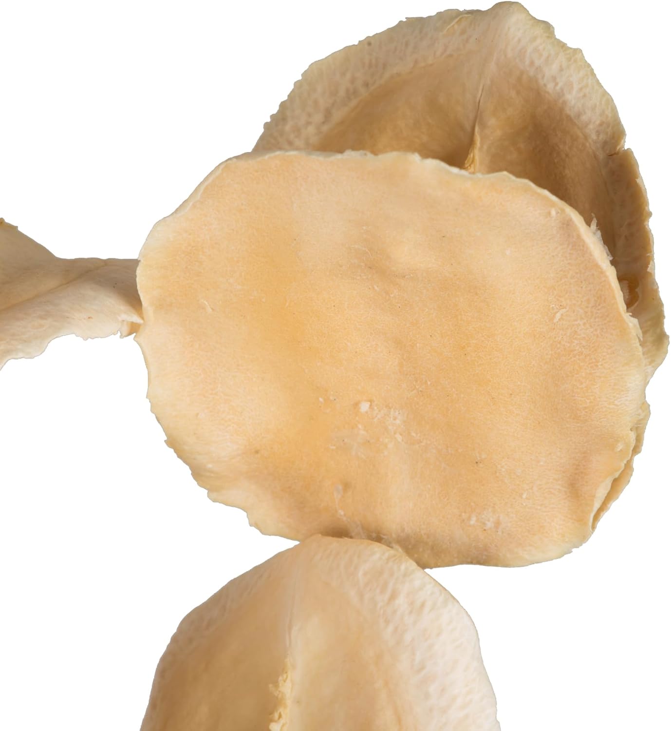 Vickerman 15-17" Bleached Jacaranda (Doubles on stem) 7 Stems, Dried