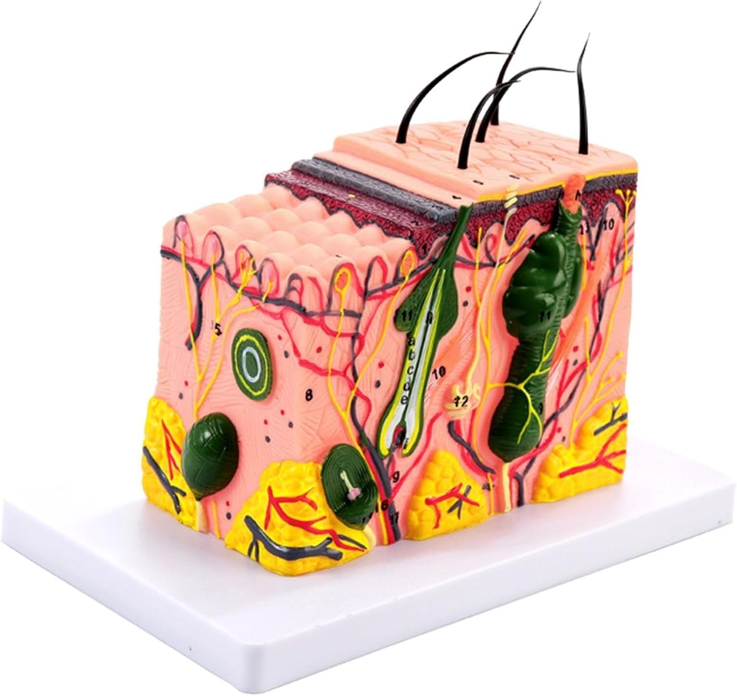 35X magnified Skin Anatomy Model with Hair, Skin Model, 3D Skin Layer Anatomy Model for Science Classroom Learning Display Teaching Medical Model, Skin Model