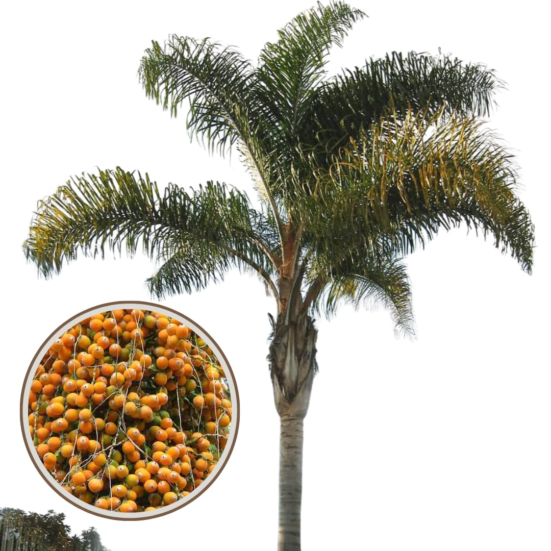 Cocos Plumosa Palma di Cocco, H 2,50 MT | Pianta Tropicale, Sudamerica, Palma da Frutto, Sempreverde, Pianta Reale