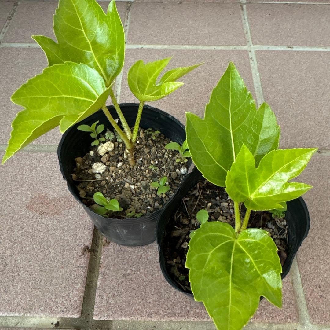 Amazon｜ヤツデ 八手 2点セット抜き苗 庭木 観葉植物 常緑樹 縁起物