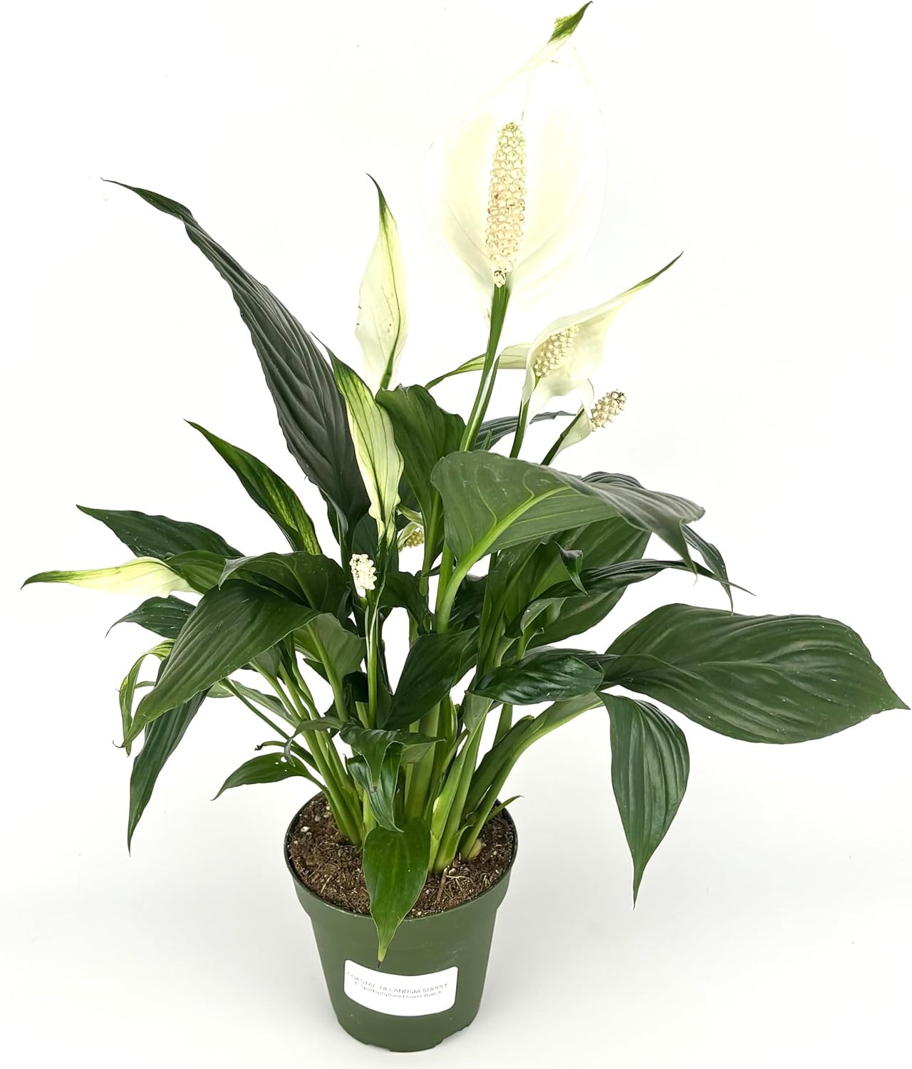 Peace Lily Spathiphyllum Air Purifying Houseplant