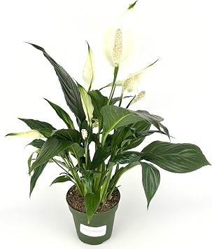 Peace Lily Spathiphyllum Air Purifying Houseplant