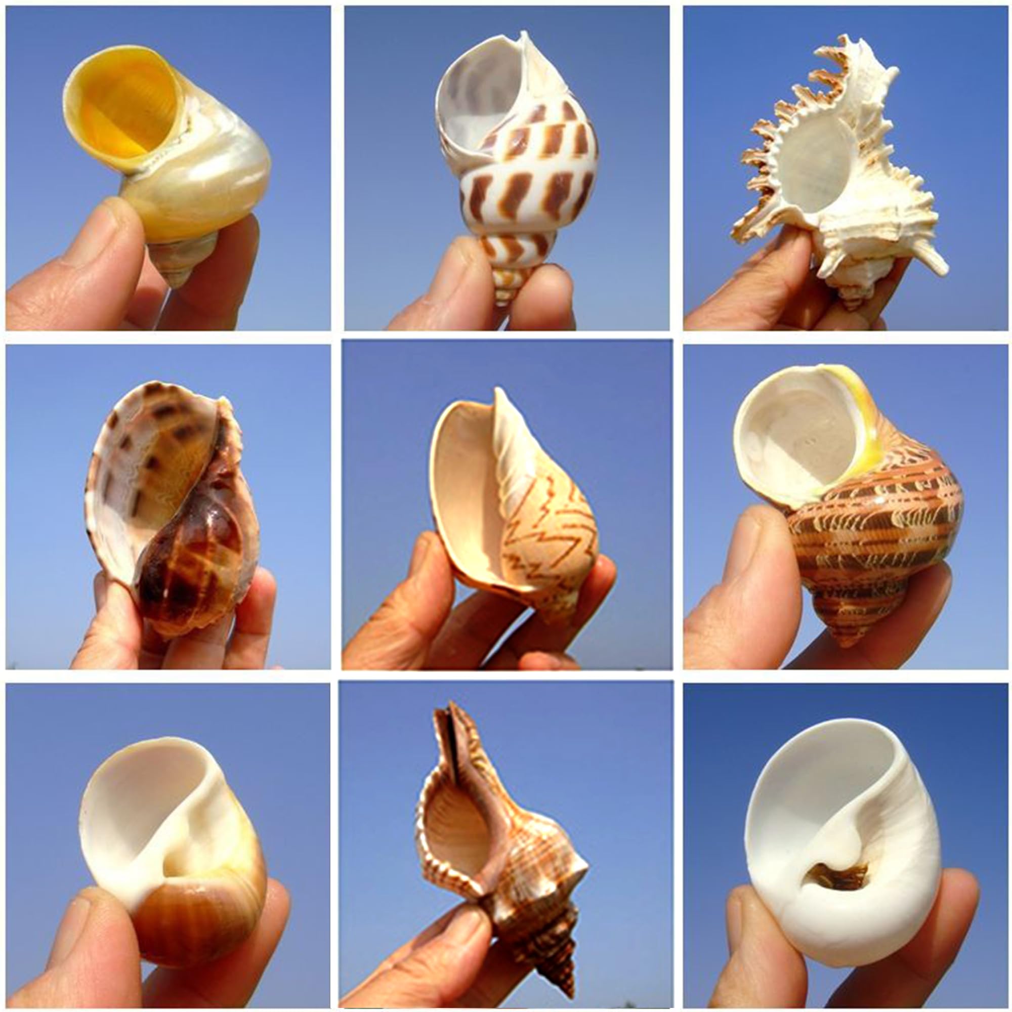 Comch Shells Conch Shell 7 PCS Natural Hermit Crab Shells - Turbo Sea S For Pets ...