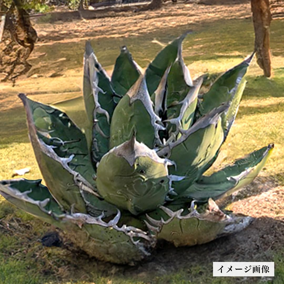 Amazon.co.jp: 【種子】アガベ オテロイ 20粒 Agave oteroi