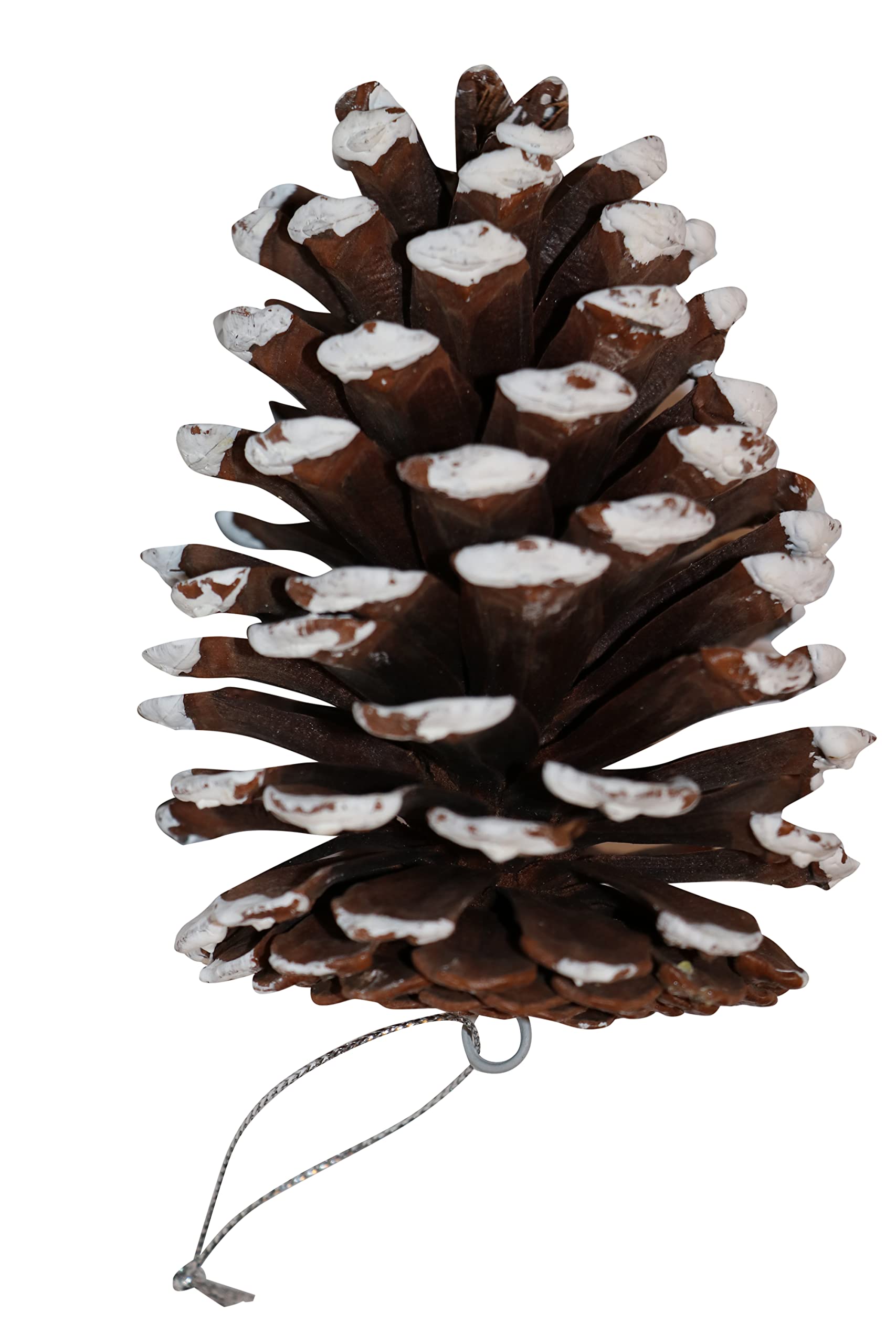 Extra Large Natural Pinecones - Bug Free and Unscented Pine Cones - Great for Vase Fillers or Christmas Tree Ornaments ! (Snow Tipped)