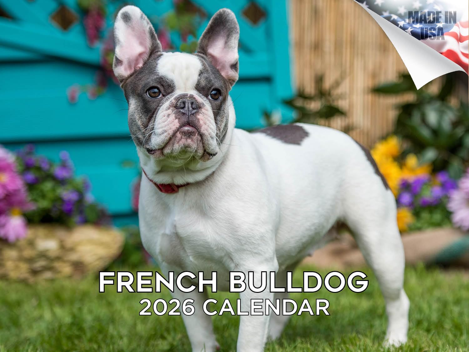 Calendario de bulldog francés 2024 2025 – Calendario mensual de pared de raza de perro – 12 x 18 pulgadas abierto – Papel grueso que no se corre – Regalo – Calendario académico para profesores,