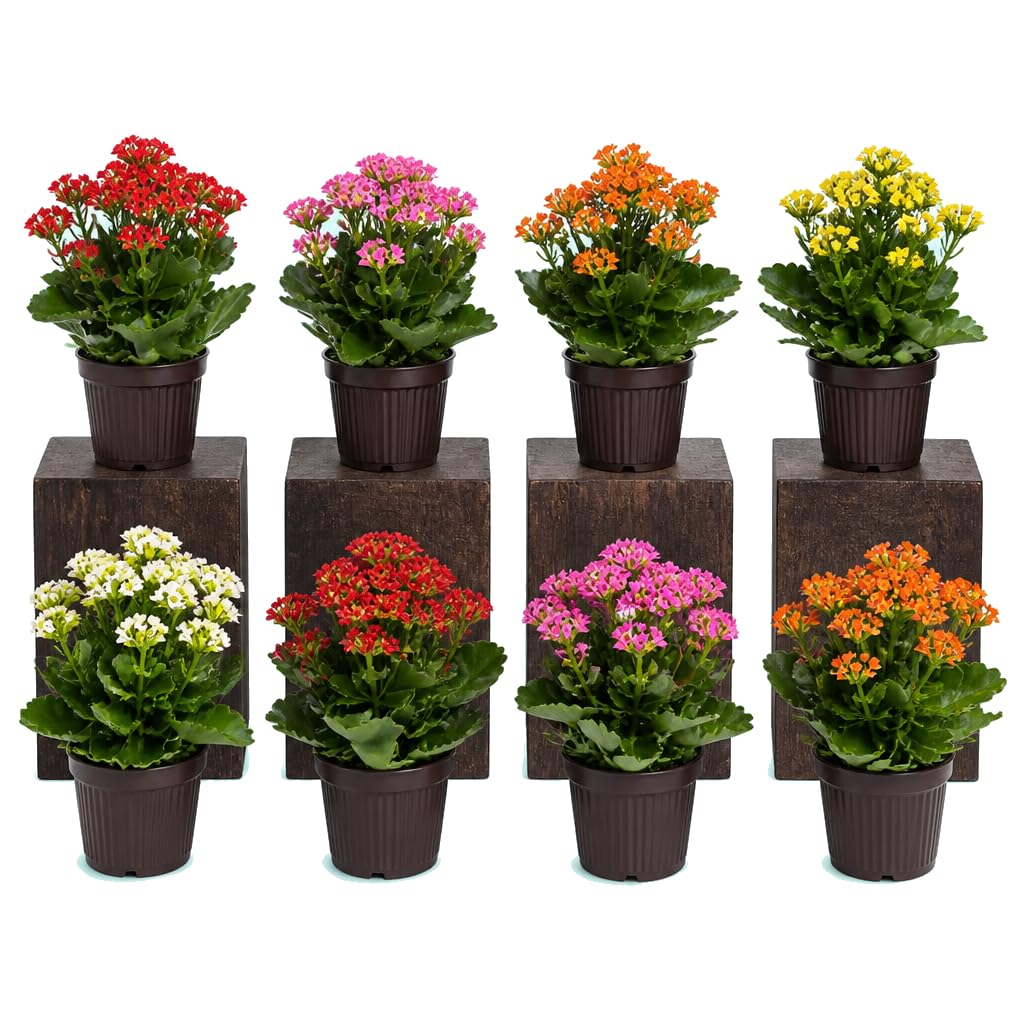 DECOALIVE Kalanchoe Blossfeldiana Kalanchoe de Navidad Lote 8 Plantas Naturales, Maceta 10 cm, 20-25 cm, para Decoración Interior