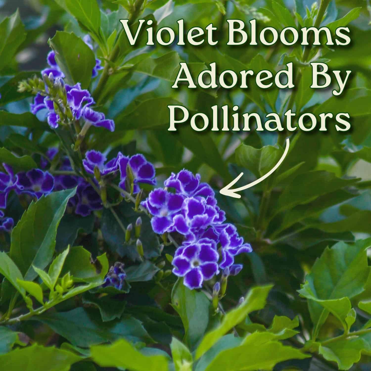 Tropical Plants of Florida - Duranta Sapphire Showers - Flowering Bush Plant - Overall Height 22" to 26" (Plant Only)