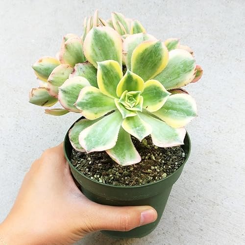 Miniatura 6 de Aeonium Sunburst - Suculenta abigarrada (4 pulgadas)