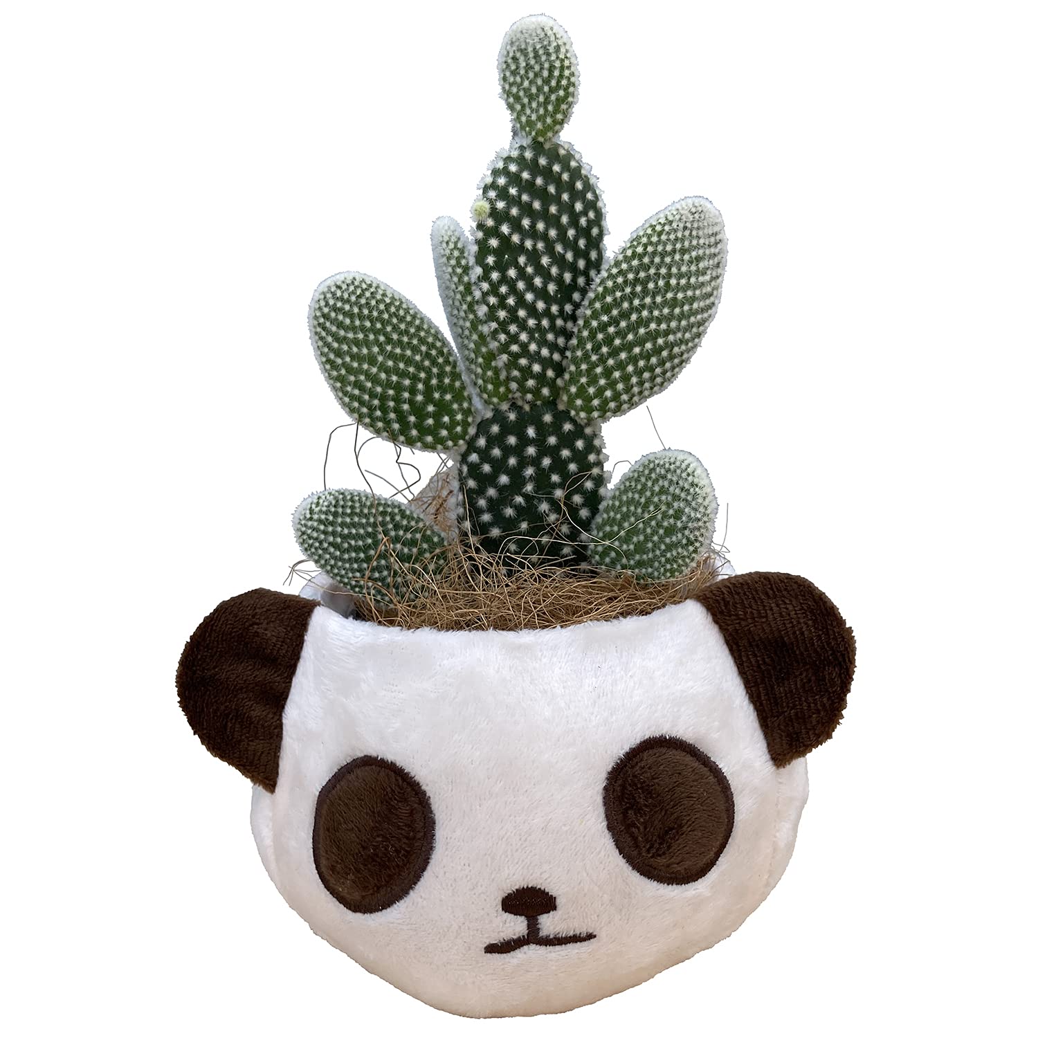 Amazon｜花のギフト社 さぼてん ウチワサボテン パンダバスケット