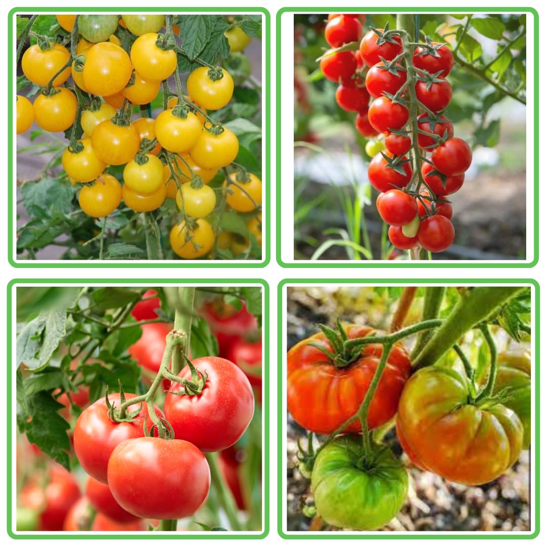 Sams Garden Store Organic Desi Tomato Seeds, Leafy Vegetable Seeds for Home Gardening and Terrace Gardening, Fresh Indian Tomato Seeds with 4 Varieties, Easy to Grow Organic Tomato Vegetable Seeds (B093Z1DGT4) Amazon Price History, Amazon Price Tracker