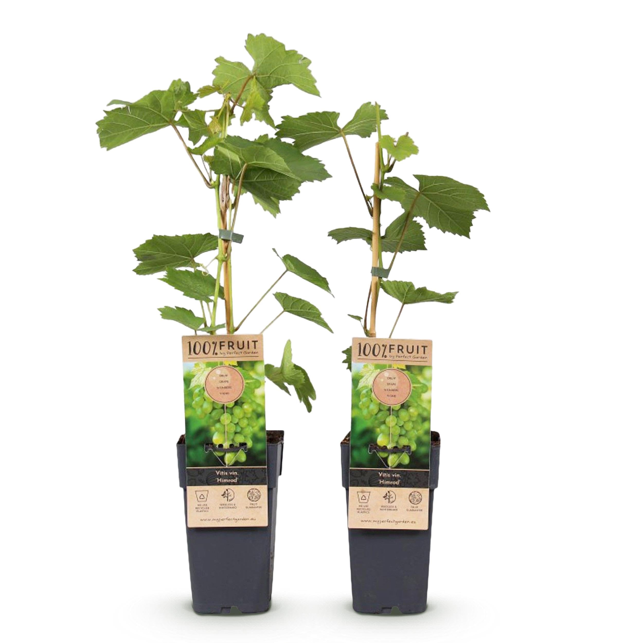 Obstpflanze - Weiße Traube - Vitis vinifera Himrod - Kernlos - 2 Pflanzen - 40-50cm - Ø15cm - Gartenpflanze