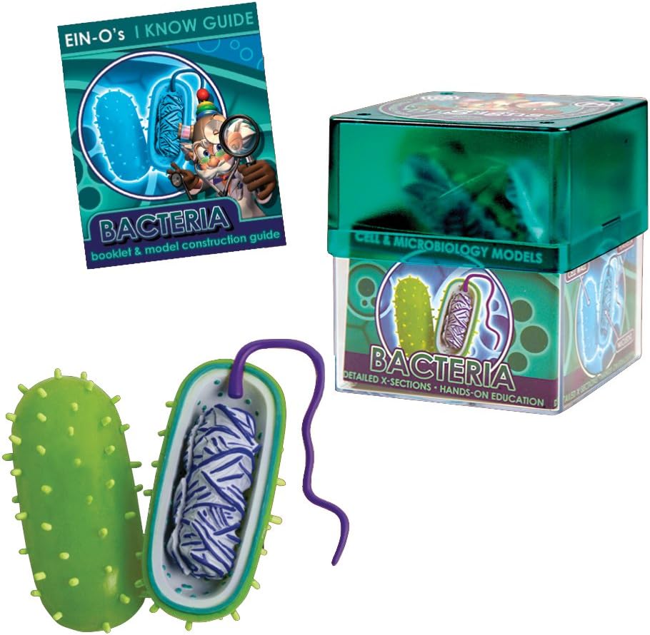 4 Piece Bacteria Model Set