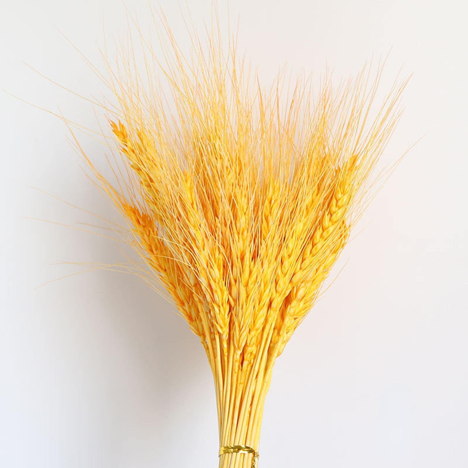 Dried Flowers Dried Flower Ears of Wheat Dried Barley Flowers Home Decoration Ears of Wheat Bouquet of Dried Flowers Primary Color/123 /1262 ( Color : Golden Barley )