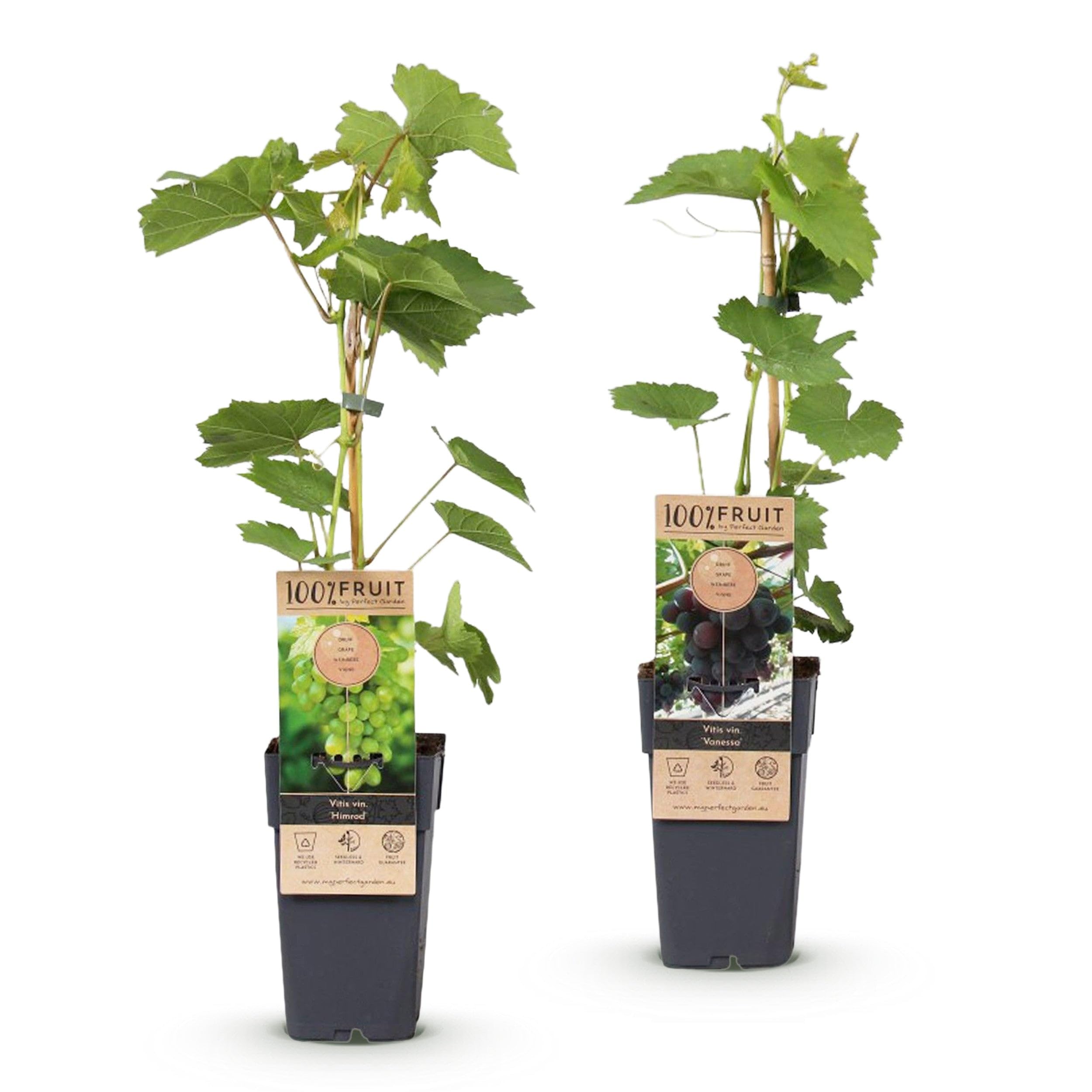 Green boutiQ - Obstpflanze - Vitis vinifera Himrod - Vanessa - Weinrebe - Kernlos - Blaue & Weiße Traube - 2 Pflanzen - Topf 15cm - Höhe 50cm