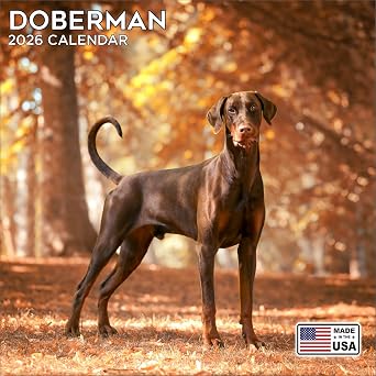 2026 Doberman Calendar - Dog Breed Wall Calendar - 12 x 24 Open - Thick No-Bleed Paper - 14 Month Planner Calendar Organizing & Planning