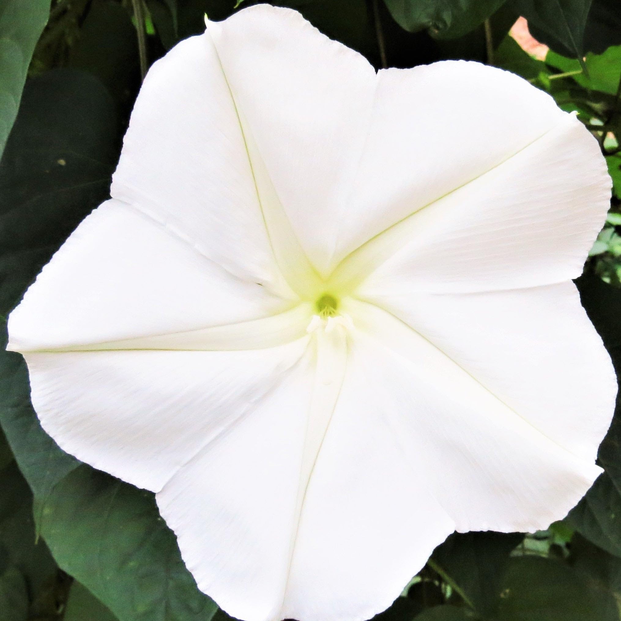 Amazon.com : TomorrowSeeds - Moon Flower Seeds - 60+ Count - for