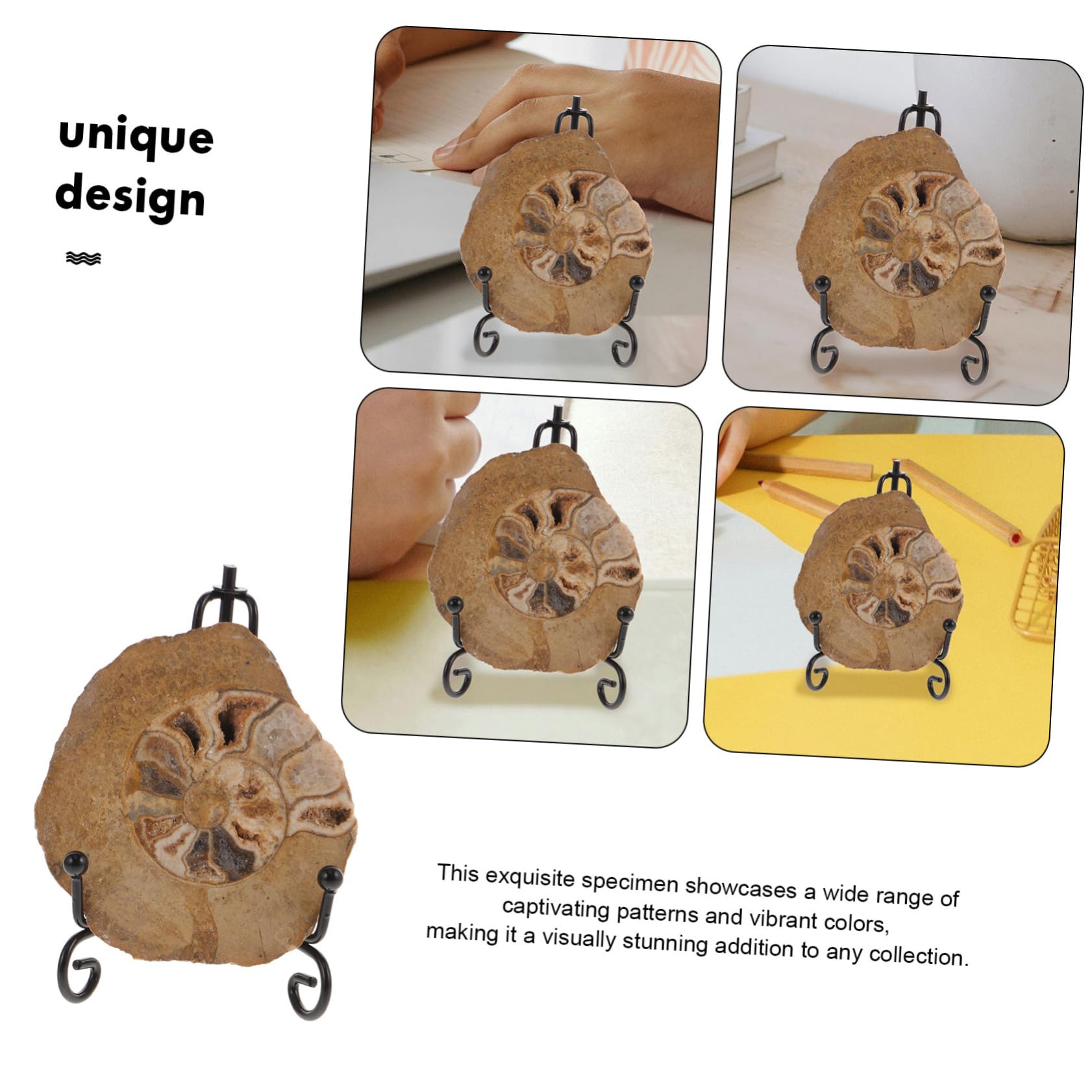 Spécimen D'ammonite Fossile Naturel Ornement Esthétiquement Impressionnant Forme Préservée pour Décoration de Table et Collection pour Amateurs de Géologie