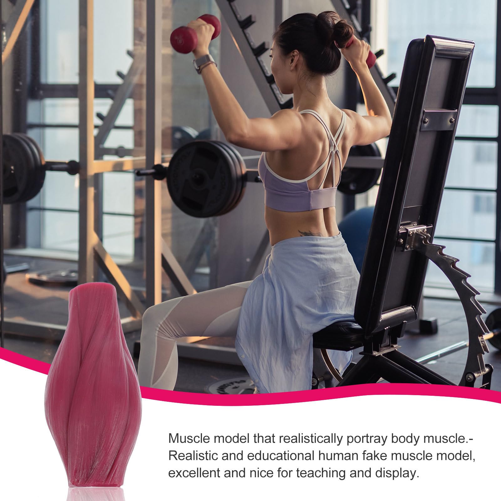 Modello Muscolare Anatomico Umano per Insegnamento e Esposizione Rappresentazione Realistica in Silicone da 1 Lb per Appassionati di Fitness