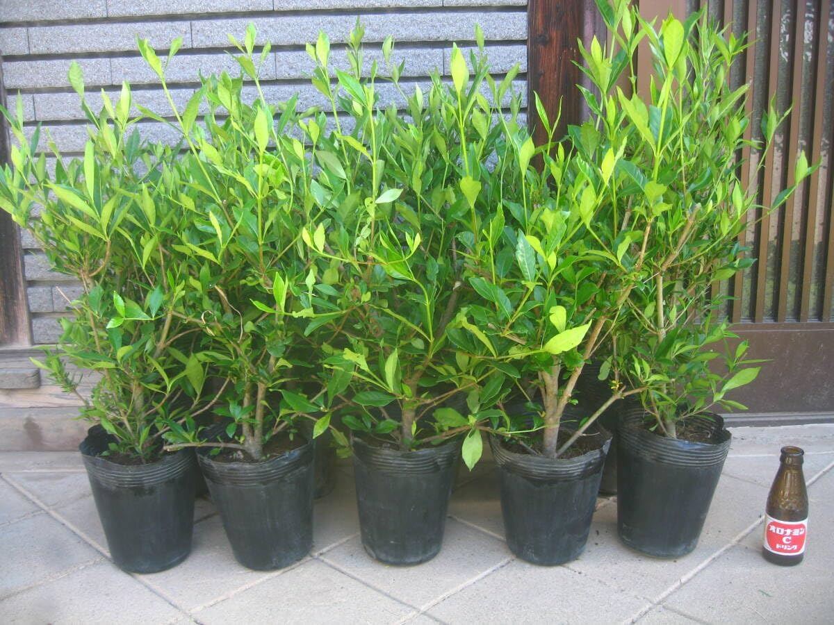 オリーブの木　イトラーナ　植物　インテリア オリーブの木 イトラーナ 植物 インテリア このオリーブが