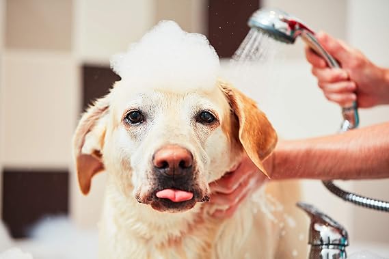 Mane 'n Tail Pro-Tect Veterinary Strength Medicated Shampoo 32 oz Antimicrobial Formula for Skin Treatment & Prevention, pH Balanced for Clean, Conditioned Coat