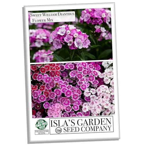 Sweet William Dianthus Mix Flower Seeds, 1000+ Flower Seeds Per