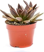 Vista 15 de Planta suculenta Echeveria viva - Suculenta Echeveria de 4 pulgadas con raíces completas (Echeveria Benitsukasa)
