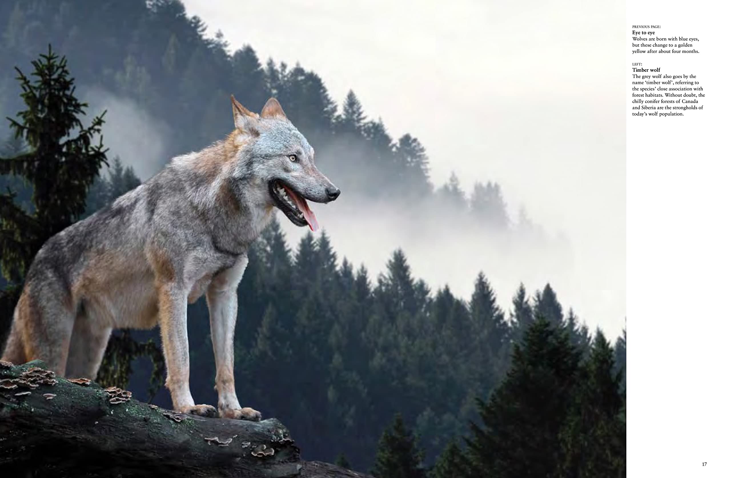 Wolves: Stunning Photographs of Nature's Hunters in the Wild (Animals in Photographs)