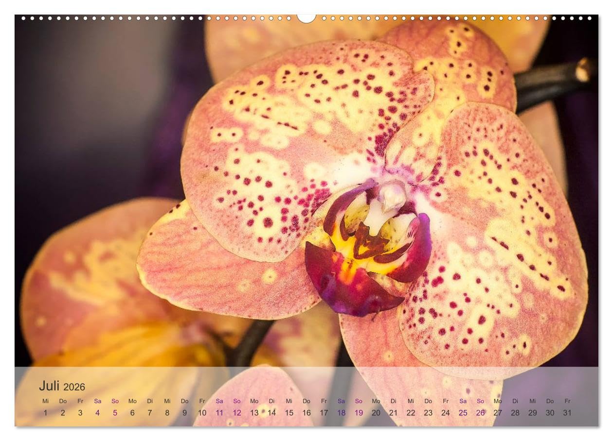 Phalaenopsis - die zauberhafte Welt der Orchideen (hochwertiger Premium Wandkalender 2026 DIN A2 quer), Kunstdruck in Hochglanz: Eine kleine ... meiner Orchideen-Familie. (CALVENDO Orte)
